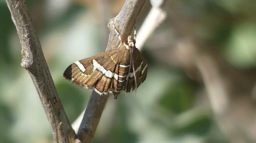 Réf. 352 101 : Spoladea recurvalis